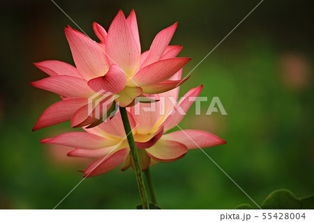 蓮 紅蓮 池 55428004