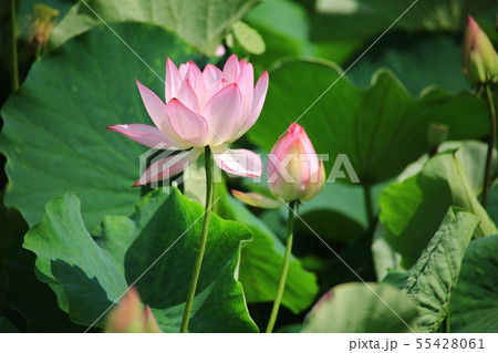 蓮 紅蓮 池 55428061