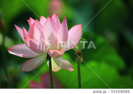 蓮 紅蓮 池 55428066