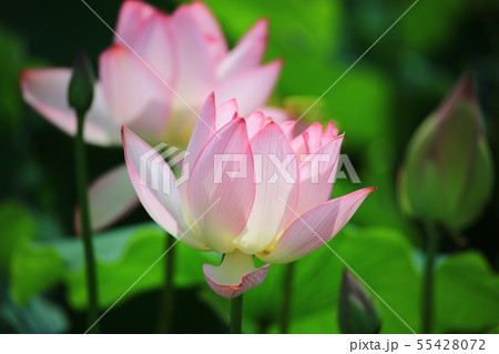 蓮 紅蓮 池 55428072