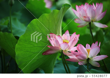 蓮 紅蓮 池 55428077