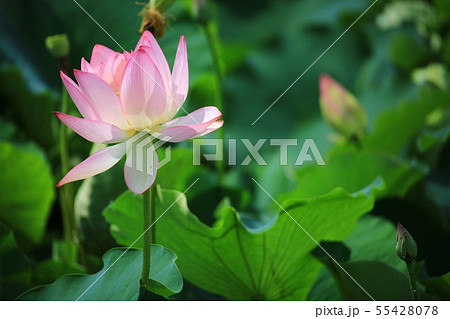 蓮 紅蓮 池 55428078
