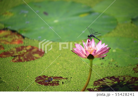 蓮 池 花 55428241