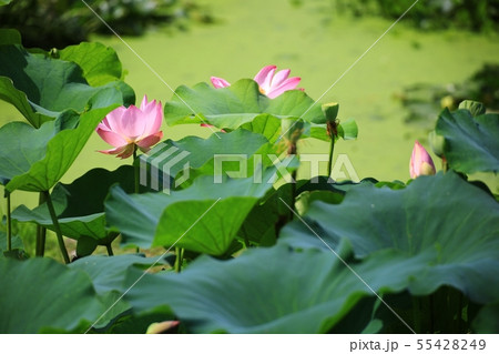 蓮 池 花 55428249