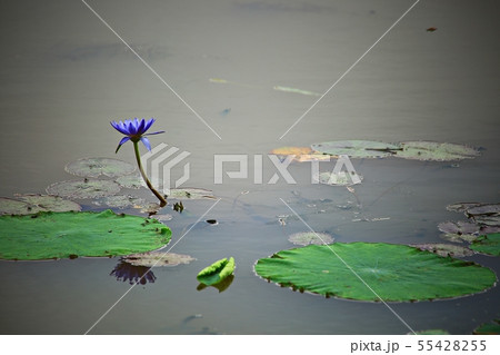 蓮 紅蓮 風景 55428255