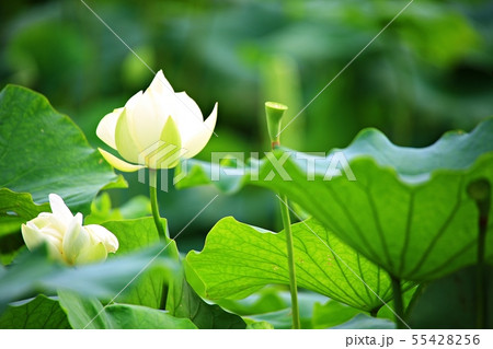 蓮 紅蓮 風景 55428256