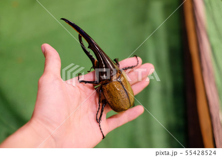 ヘラクレスオオカブト ヘラクレスヘラクレス カブト虫 イベント 夏 ヘラクレスオオカブト ヘラクレスヘラクレス カブト虫 イベント 夏 55428524