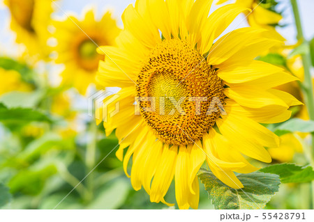 Close up Sun flowers Close up Sun flowers 55428791