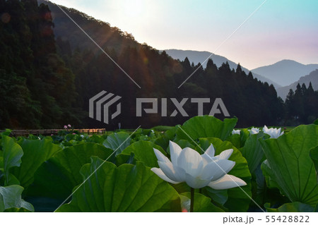 花はす公園 蓮 花はす公園 蓮 55428822