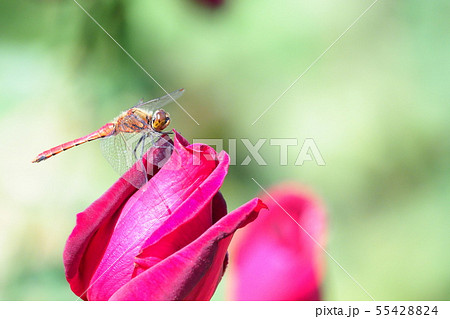 バラの花に止まるアキアカネ（オス） 55428824