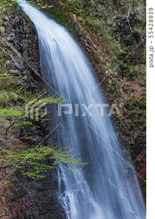 若葉と大仙の滝　群馬県 55428939