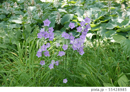 滝野公園のキキョウ 55428985