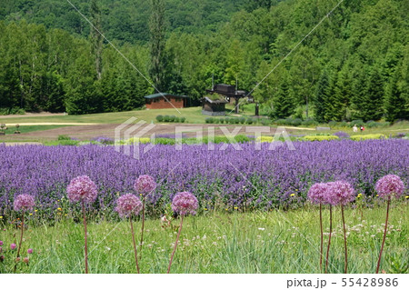 滝野すずらん丘陵公園 55428986