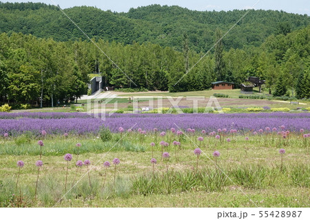 滝野すずらん丘陵公園 55428987