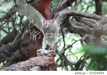 清田公園のハイタカ 55428994