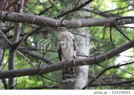 清田公園のハイタカ 55428995