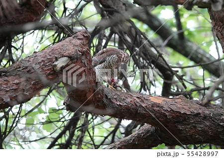 清田公園のハイタカ 55428997