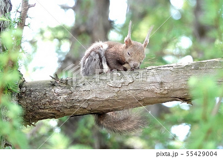 エゾリス睡眠中 エゾリス睡眠中 55429004