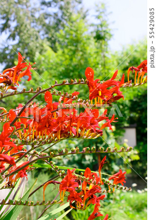 花　植物　緑　自然　赤い花　花びら 55429085