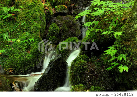 那須塩原スッカン沢の苔むす渓流 55429118