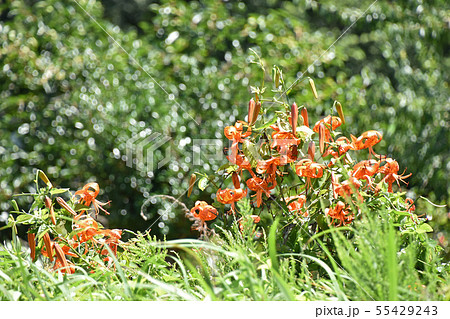 オニユリ（鬼百合） 55429243