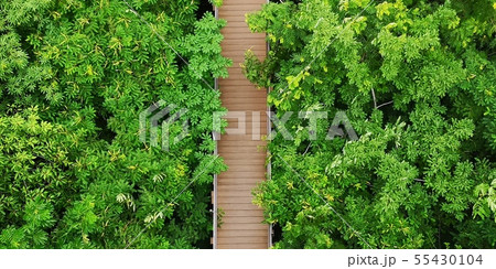 Aerial view of Simulated forest ,Bangkok,Thailand 55430104