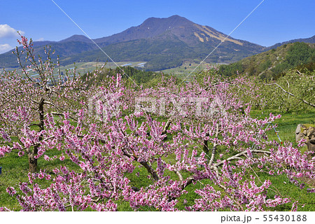 高社山とモモの花 高社山とモモの花 55430188
