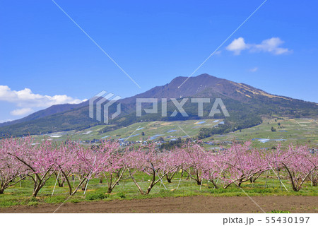 高社山とモモの花 高社山とモモの花 55430197