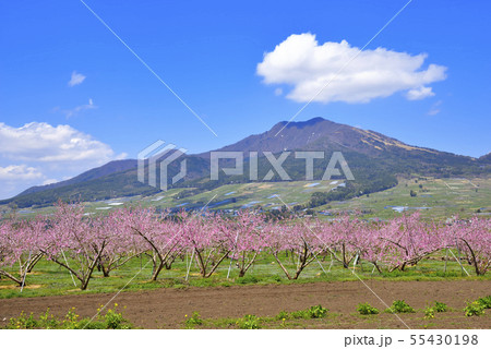 高社山とモモの花 55430198