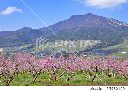 高社山とモモの花 55430199