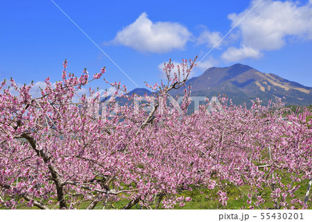 高社山とモモの花 高社山とモモの花 55430201