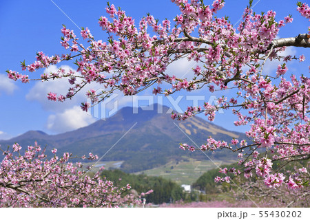 高社山とモモの花 高社山とモモの花 55430202