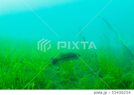 本栖湖 本栖湖 55430254