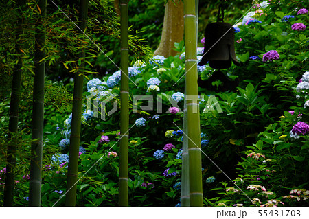 竹林と紫陽花 55431703