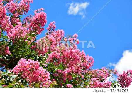 サルスベリの花と夏の青空 55431763