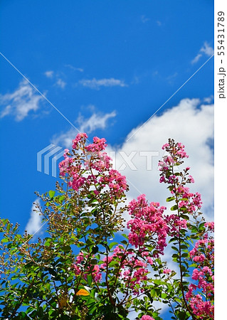 サルスベリの花と夏の青空 サルスベリの花と夏の青空 55431789