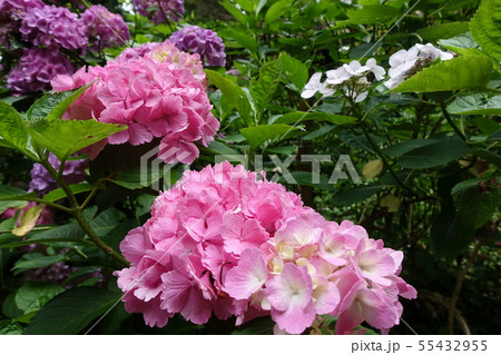 紫陽花　ピンク 55432955