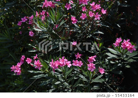 キョウチクトウ 夾竹桃 の花の写真素材