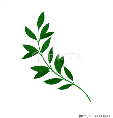 Branch with dark green leaves. Vector illustration on white background. Branch with dark green leaves. Vector illustration on white background. 55433884