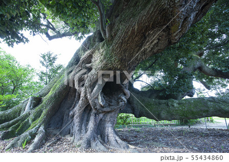 賀恵渕のスダジイ 賀恵渕のスダジイ 55434860