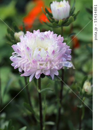 Asters in a flowerbed in a garden Asters in a flowerbed in a garden 55434861