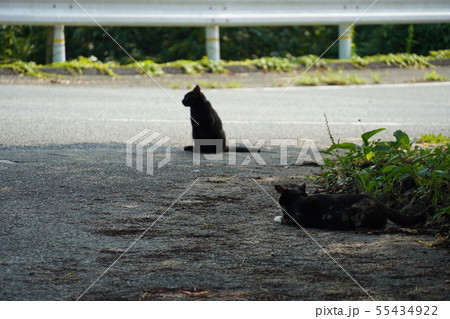 猫 野良猫 錆柄 クロちゃん 黒猫 オス猫 微妙な距離 七月の写真素材