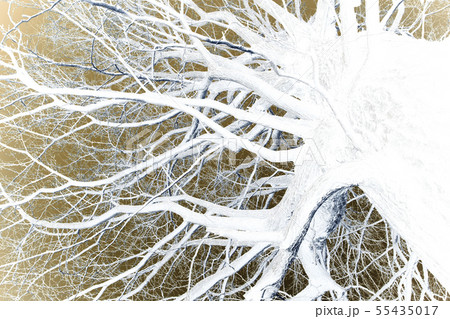 冬の銀杏の樹 シルエット 冬の銀杏の樹 シルエット 55435017