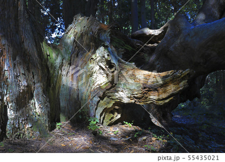 幻想の森の大杉 恐竜、アップ 幻想の森の大杉 恐竜、アップ 55435021