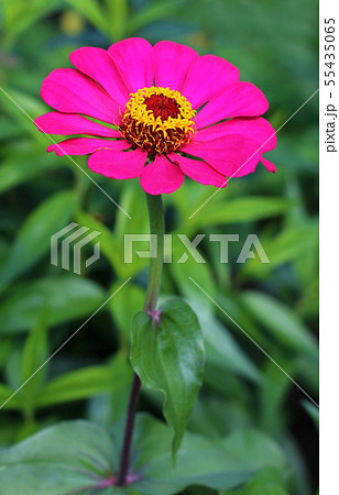 Zinnia elegans flower close up view  55435065