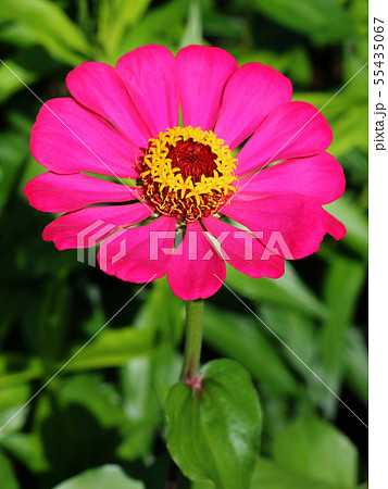Zinnia elegans flower close up view Zinnia elegans flower close up view 55435067
