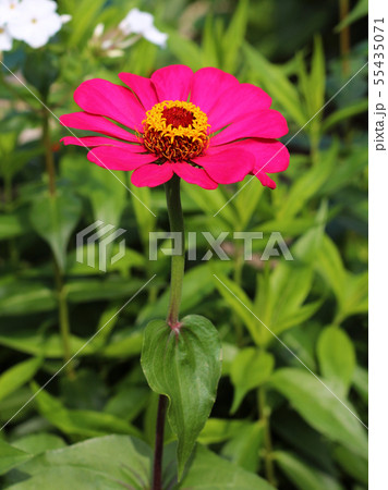 Zinnia elegans flower close up view Zinnia elegans flower close up view 55435071