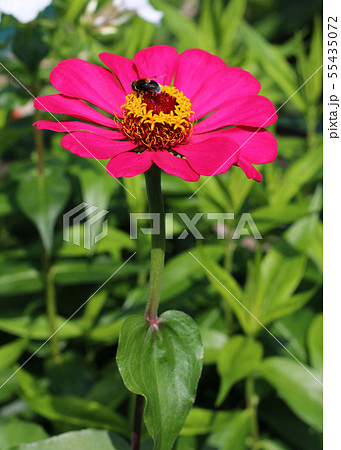 Zinnia elegans flower close up view  55435072