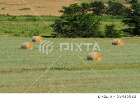 Round bales in a field with trees in Kansas USA Round bales in a field with trees in Kansas USA 55435932