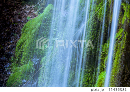 清流と苔 55436381